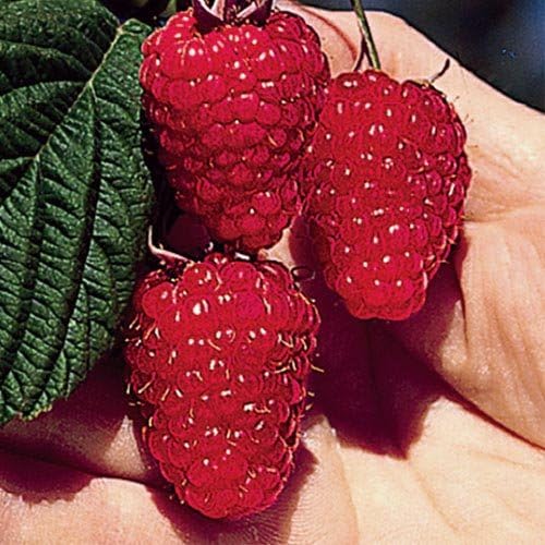 Mammoth Red Raspberry (1 plant) Patio, Lawn & Garden