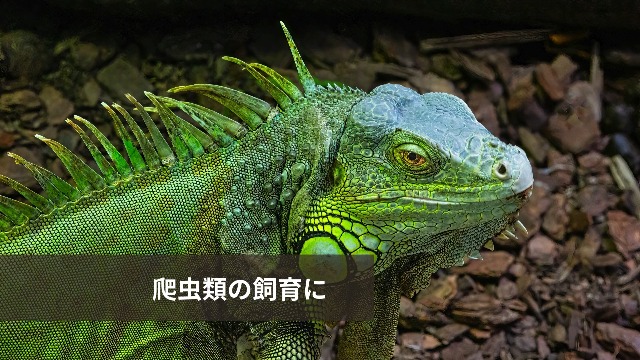 コルク樹皮　ビカクシダ　観葉植物　爬虫類　等 Amazon.co.jp: WinJapan コルク樹皮 着生 エアプランツ チランジア