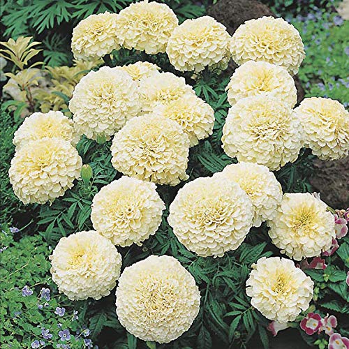 Marigold Vanilla White 10 Seeds packet F1 Hybrid Seeds (B09BFZXBSX) Amazon Price History, Amazon Price Tracker