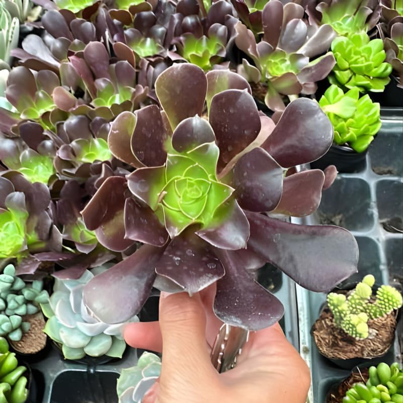 Miniatura 5 de Aeonium - Plantas suculentas vivas en maceta de 4 pulgadas, rosa negra para plantar, ideal para el hogar y la oficina, arreglos de suculentas y