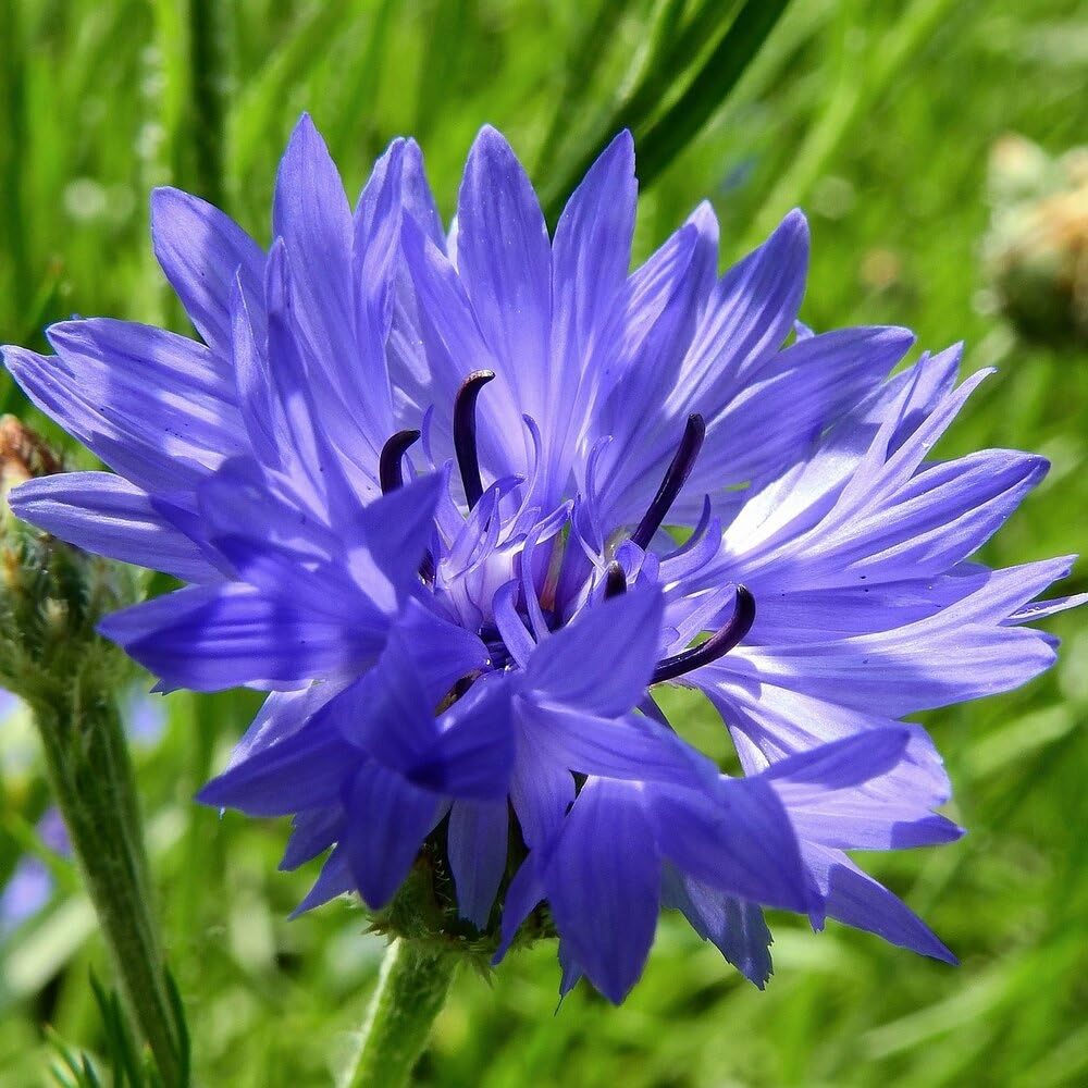 MRS Mélange de fleurs des champs (250 g pour 150 m²) - graines de fleurs annuelles et vivaces pour les abeilles et les papillons - très facile à semer