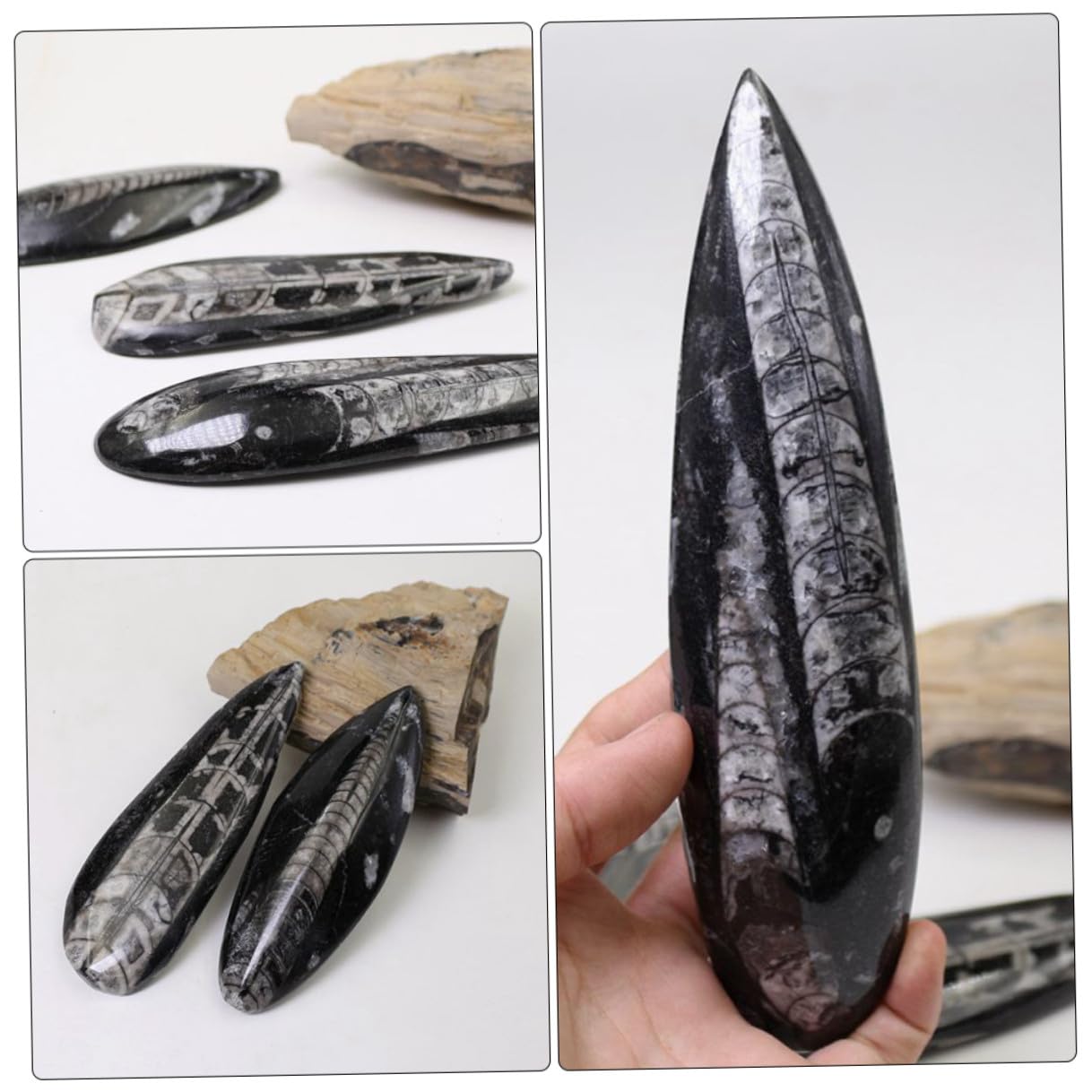 Fósil de Ortoceras Grande 1 Pieza, Muestra Educativa de Paleontología | Mineral Negro, Pieza de Colección y Estudio, Formato de Ejemplar Antiguo para Ciencias