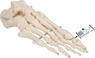 3B Scientific A30 Foot Skeleton Mounted on Wire - 3B Smart Anatomy