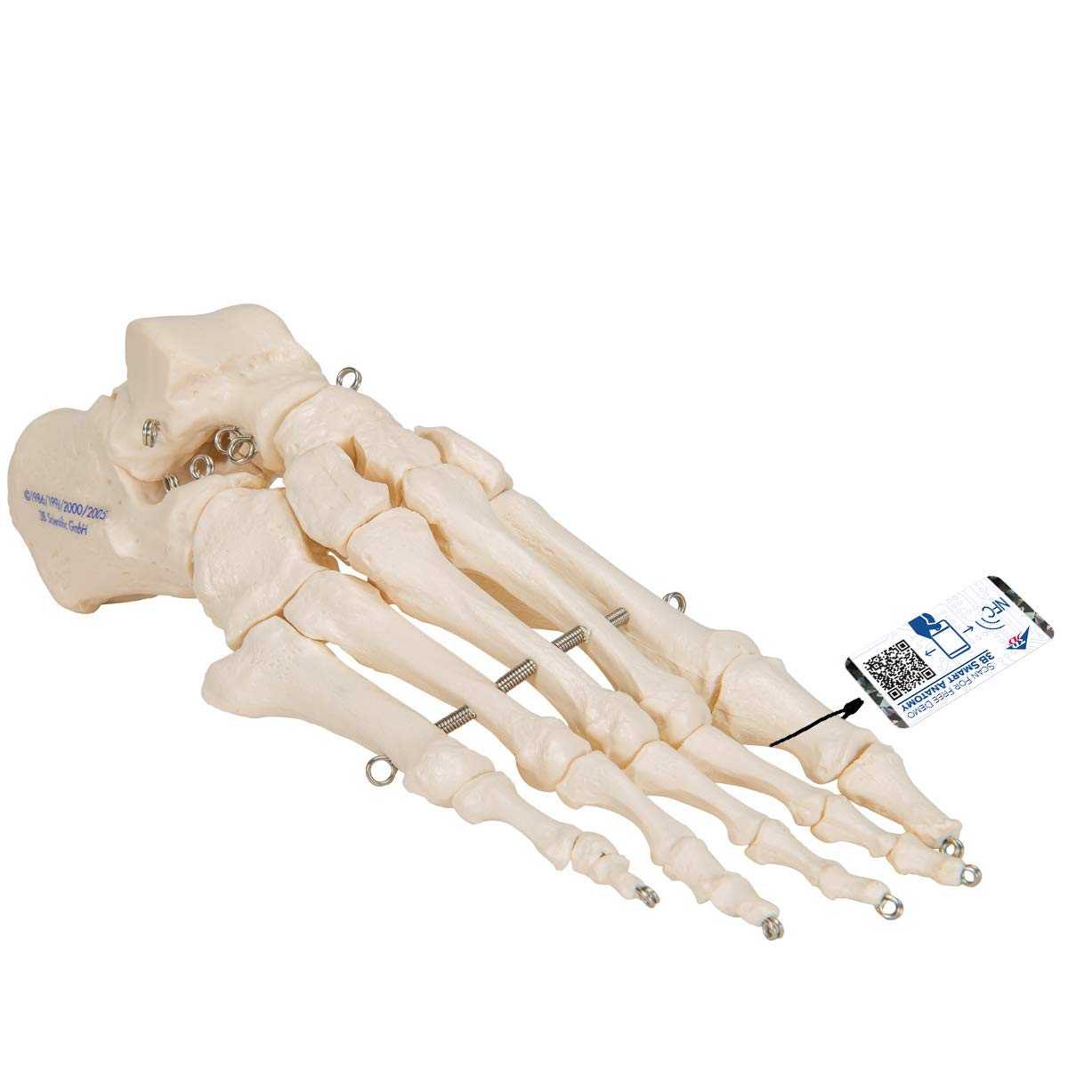 3B Scientific A30 Foot Skeleton Mounted on Wire - 3B Smart Anatomy