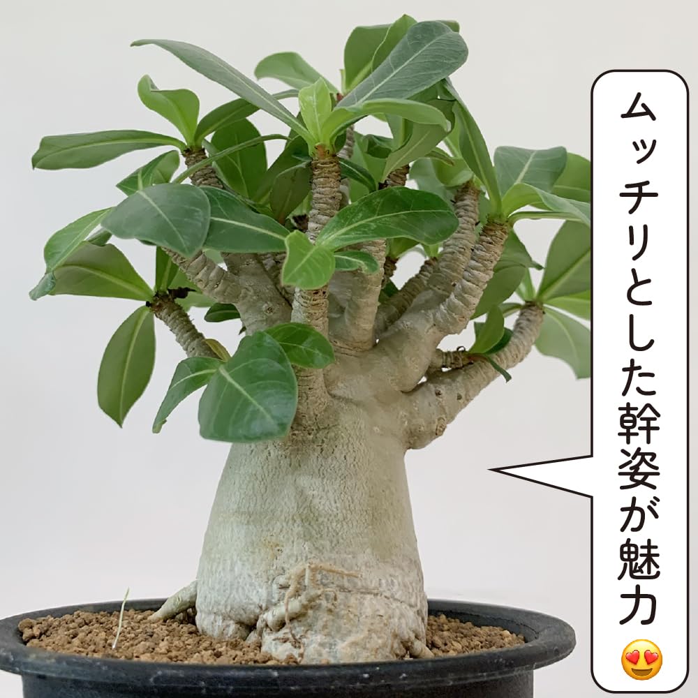 Amazon｜アデニウム アラビカム 4号 砂漠のバラ 塊根植物 コーデックス