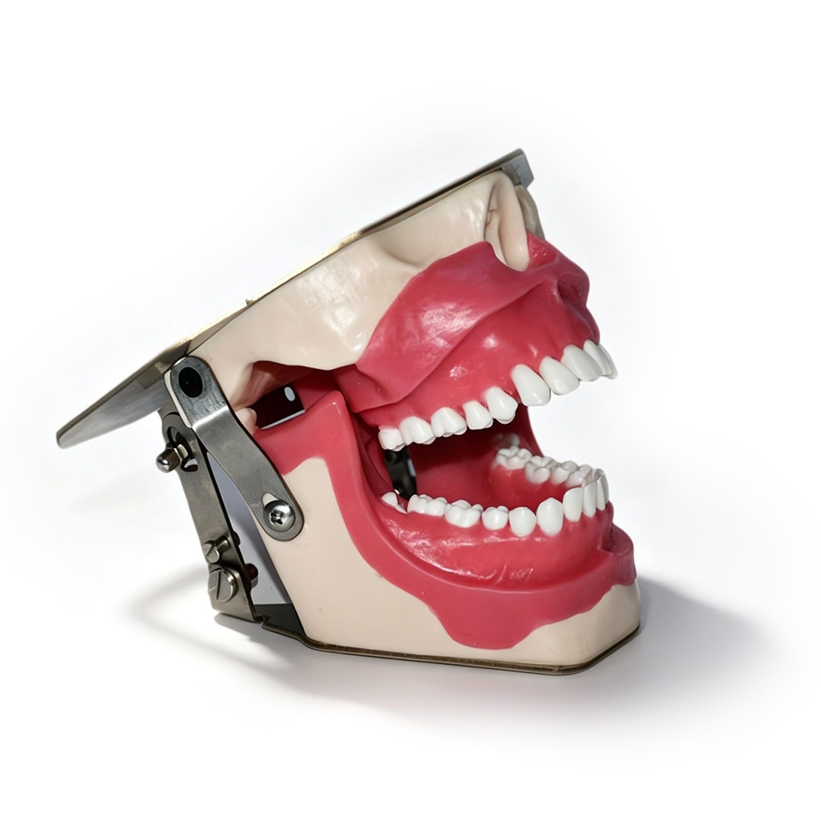 Anatomisches Lehrmodell für Zähne, Modell für Zahnextraktionen unter zahnärztlicher Anästhesie, Übungsmodell die Zahnextraktion in der oralen Chirurgie, Standarddemonstration Zahnpathologie