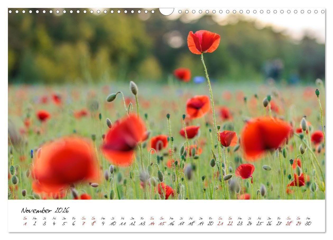 Mohnwiesen (Wandkalender 2026 DIN A3 quer), CALVENDO Monatskalender: Jeden Monat ein kleines Farbenspiel: Tauchen Sie ein in die zauberhafte Welt ... und spüren Sie die Leichtigkeit der Natur.
