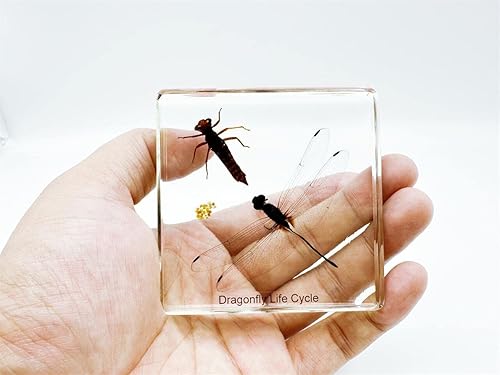 Miniatura 2 de Ámbar de alta definición (estrella de mar, escorpión, cucaracha, mariposa, pescado, libélula) Espécimen de resina de insectos, resina ámbar para