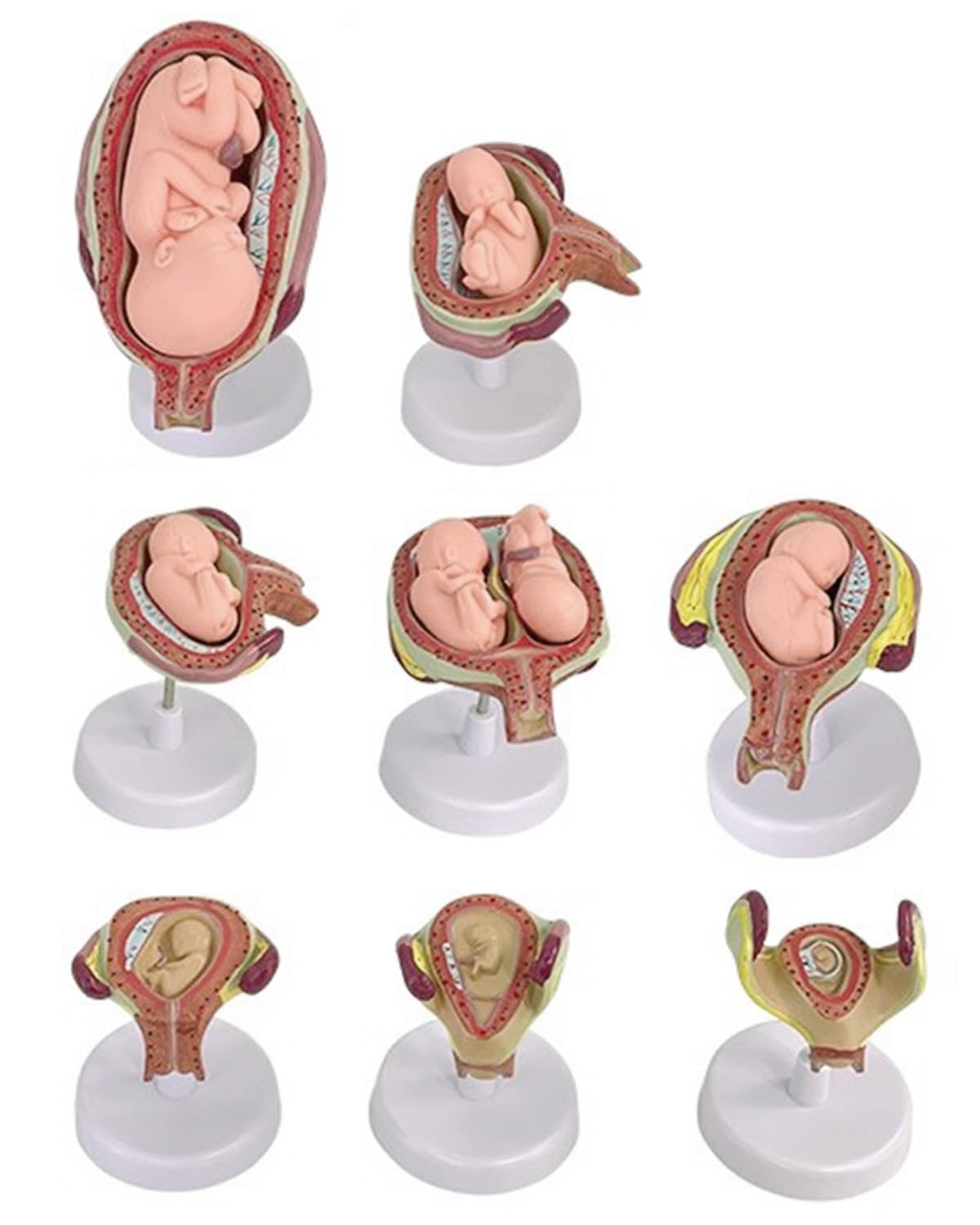Zimgod One Color Fetal Embryo Development Model Kit Set Of 8, Removable Pregnancy Anatomy Educational Model, Human Embryonic Process Mannequin For Medical Teaching