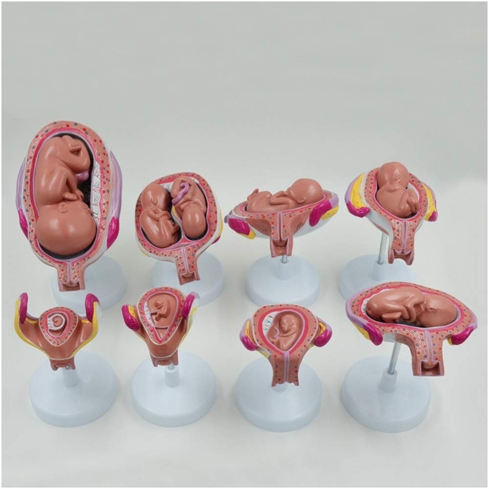 sjdoPulse Human Embryonic Development Process Model - Pregnancy Development Process Model - 1:1 Fetus Development Model - Anatomy Model of Pregnancy Pelvis - Set of 8 (A)