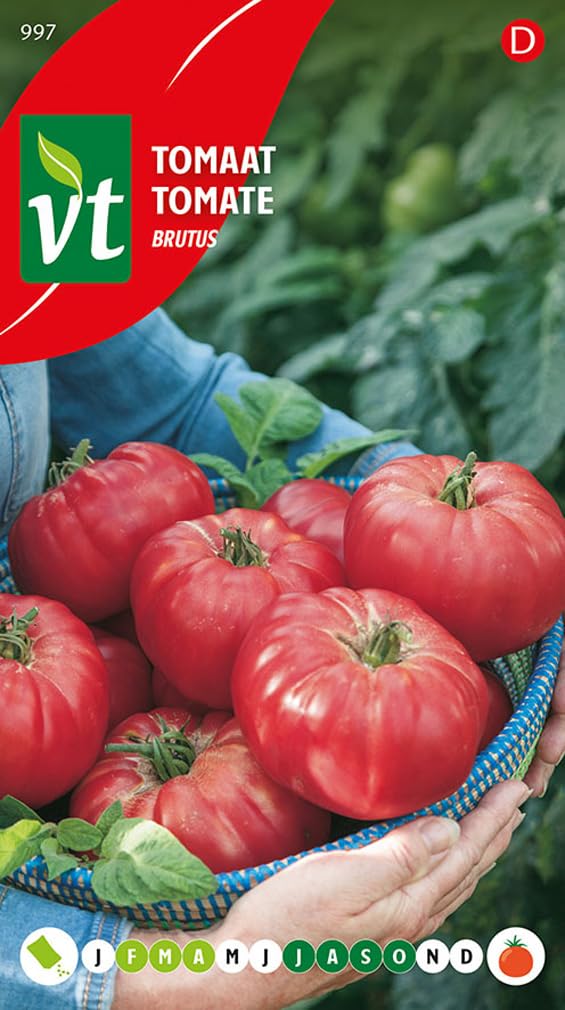 Brutus Tomatensamen – Große Fleischtomate, Rot, Bis Zu 1 Kg Schwer – Für Freiland Oder Gewächshaus
