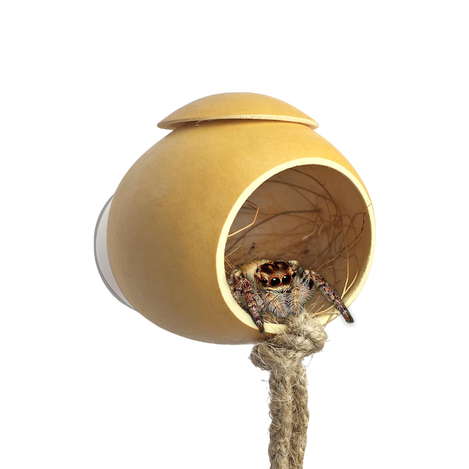 Julang Jumping Spider Hide, Natural Gourd Jumping Spider Habitat with Suction Cup, Handmade Spider Enclosure Accessories, Tarantula Enclosure, Spider Climbing Toys