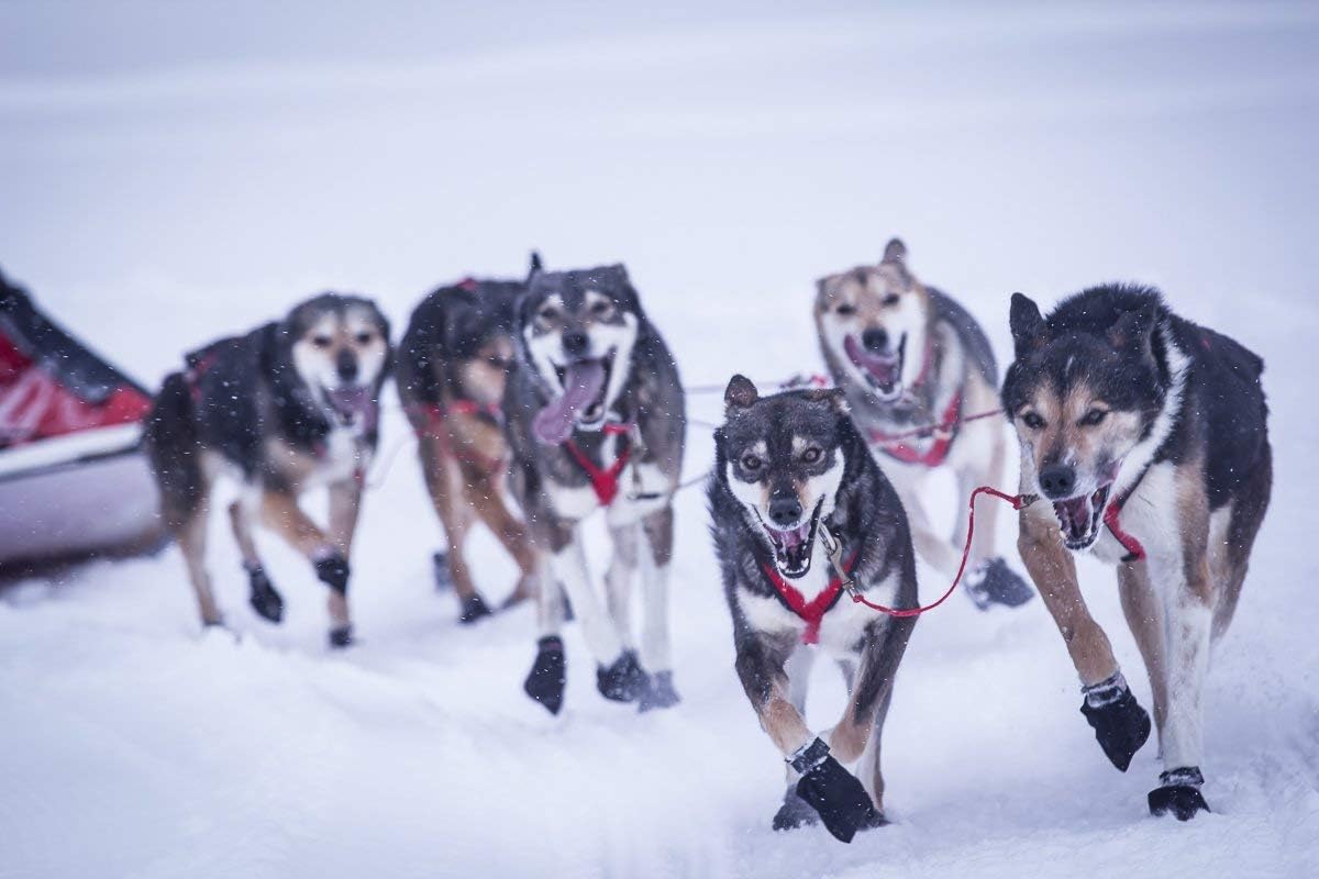 Buy Neewa Neck Line to Connect Lead Dogs Together, for Dog Sledding