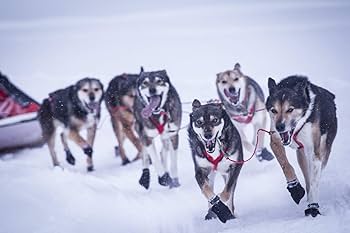 Amazon | Neewa ネックライン リード犬をつなぐ 犬用そり バイク