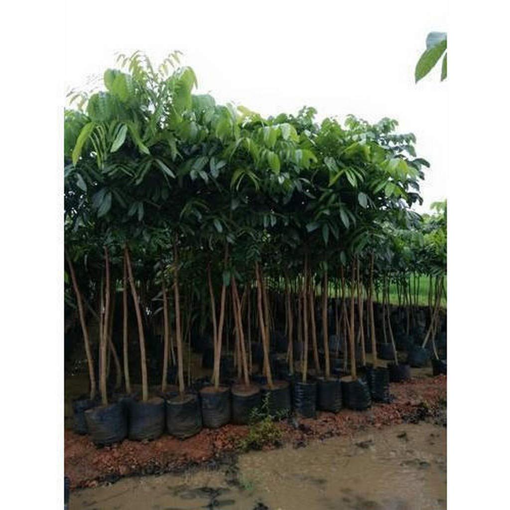 Creative Farmer Swietenia Mahogany,Sky Fruit,Kadva Badam,Sugar Badam Tree Seeds For Planting (1 Healthy Live Plant In Polybag) - (PLANT-189-MAHAGANI46) (B08T62B6HT) Amazon Price History, Amazon Price Tracker