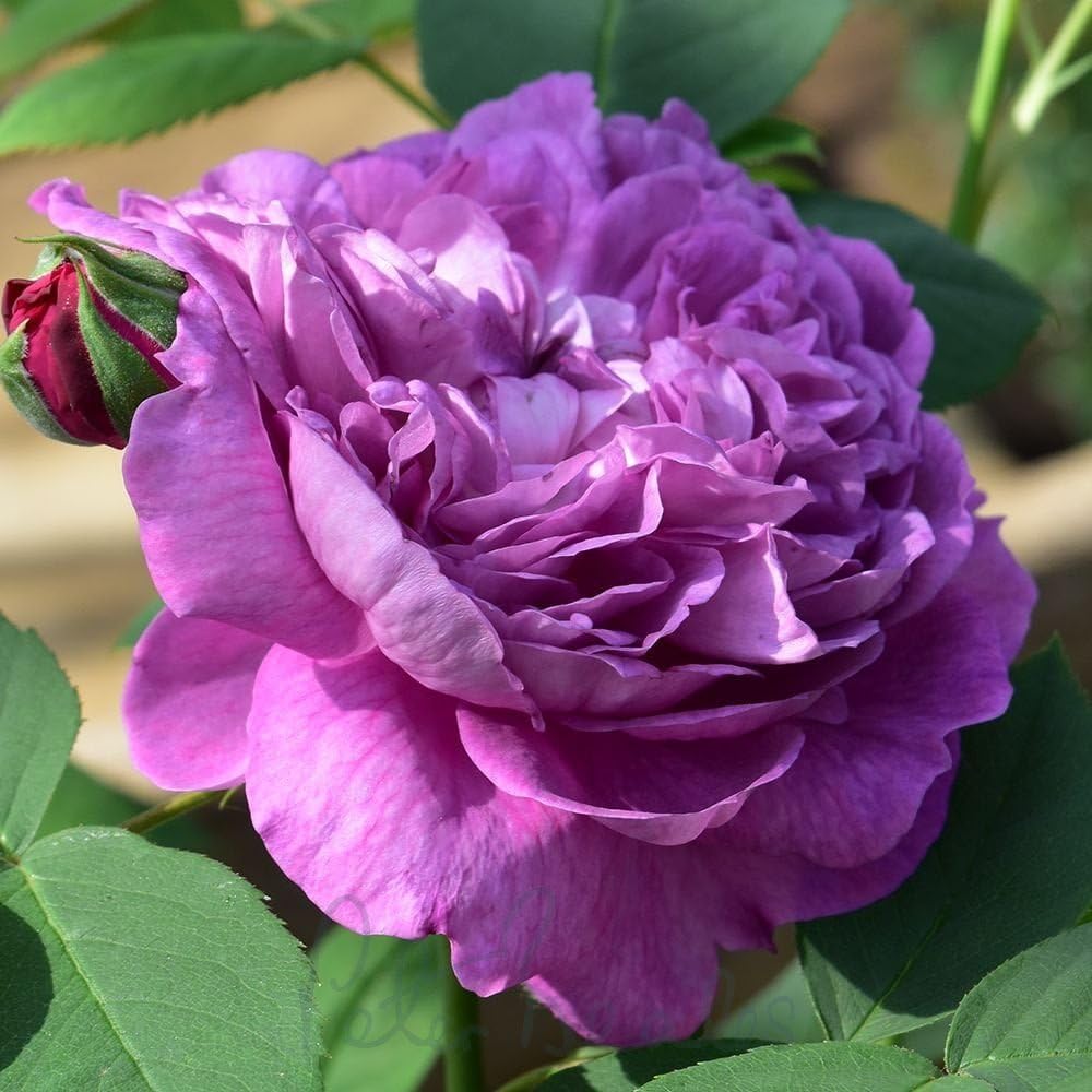 Peter Beales Roses UK Reine Des Violettes Shrub Rose, Purple Double Flowers, 150cm x 90cm, Highly Fragrant, Award-Winning