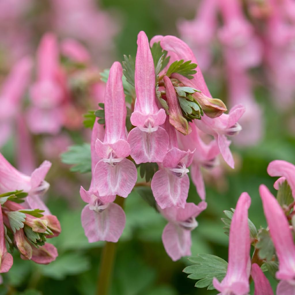 Green boutiQ - 80x Corydalis Beth Evans - Corydale Beth Evans - Blanc et Violet - Bulbe naturalisant - Calibre 6/+