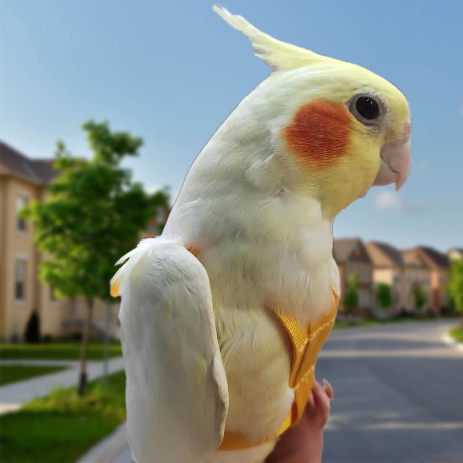 Arnés para Loros Correa Ajustable para pájaros de compañía Correa elástica antimordeduras para Loros cacatúas guacamayos — view 7