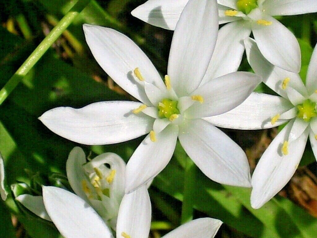 Star of Bethlehem Ornithogalum Umbellatum Snowdrop winter hardy Perennial Bulbs lot of 25 bulbs