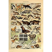 Vintage Poster Print Wall Art Decor Retro Wild Animal Species