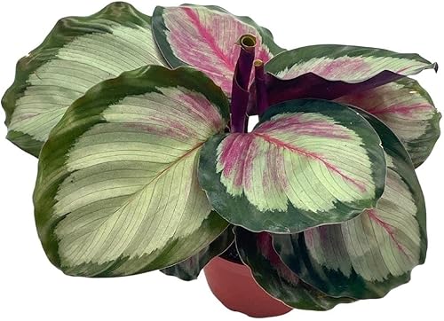 Miniatura 1 de Calathea Picturata, 4 pulgadas, planta de casa de oración, Gouletii Van-den-heckei (Lem.) Regel