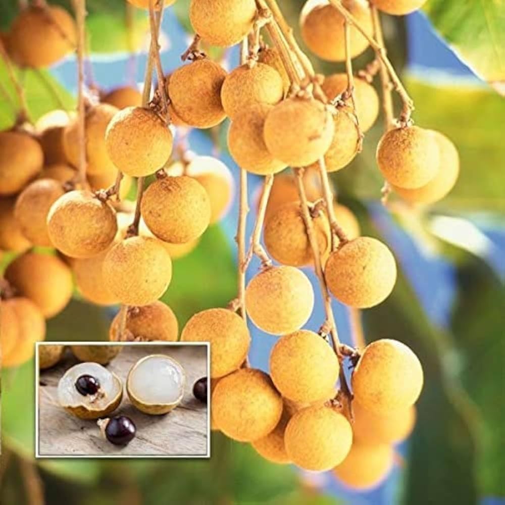 SINGO POINT Dragon Eye Longan Fruit Sweet Juicy Mini Litchi aq2 | Rare Tropical Fruit, Pack of 1, White Juicy Flesh, Dark Seed Inside, Fresh Longan-picture-10