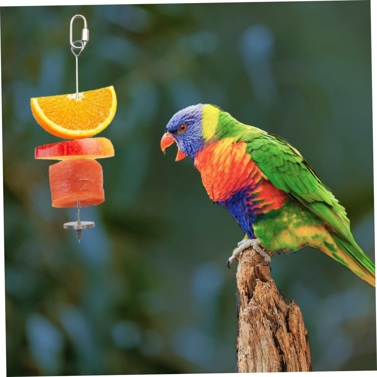 BESPORTBLE 6pezzi Forchette Acciaio Inossidabile Per Frutta e Verdura Per Uccelli Accessori Per Pappagalli e Piccoli Animali Facile Installazione e Utilizzo