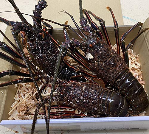 九十九里産訳あり伊勢海老 約110g×10匹 約1100g 九十九里産訳あり伊勢海老 約110g×10匹 約1100g 国産活伊勢