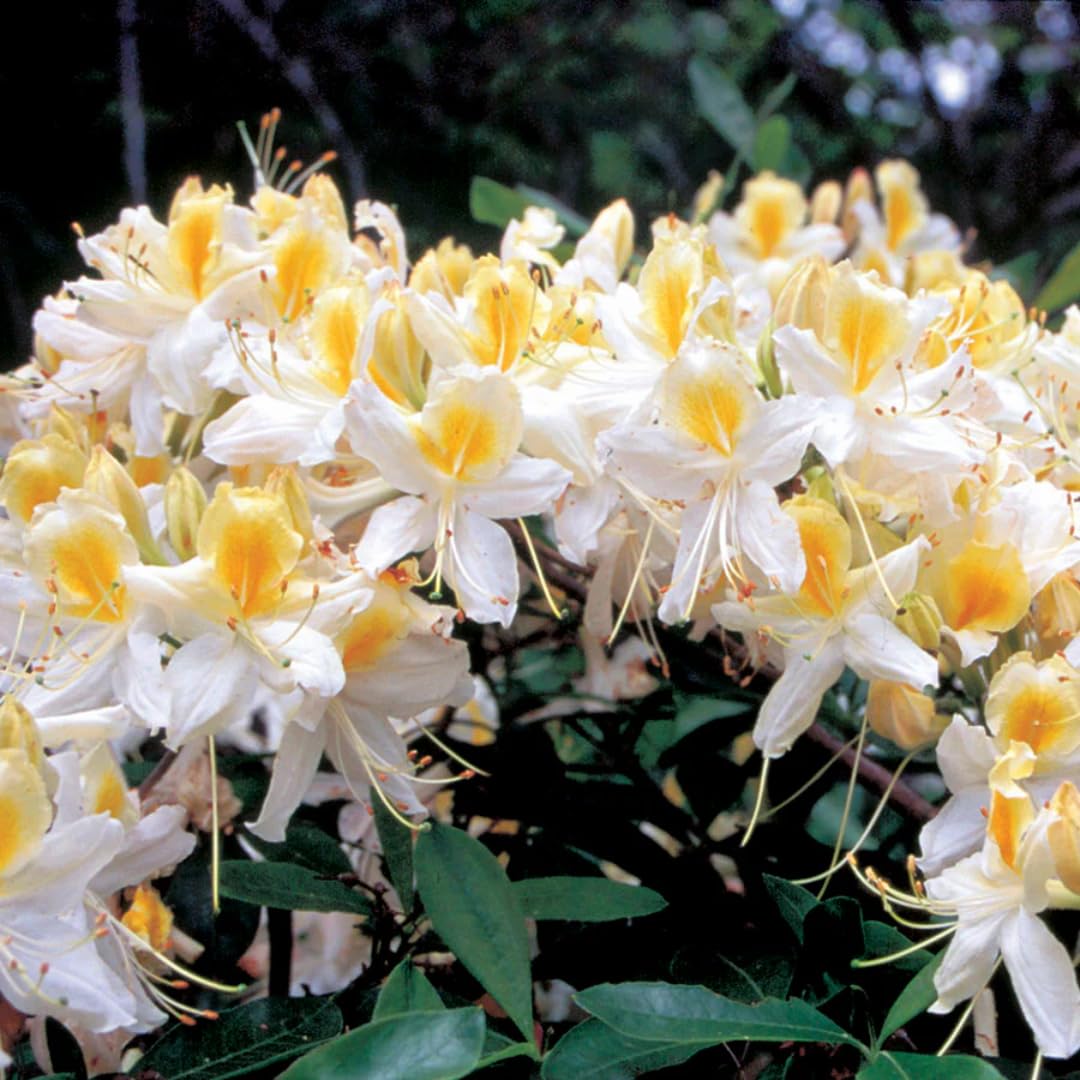Azalea Rhododendron Plant Live White Yellow