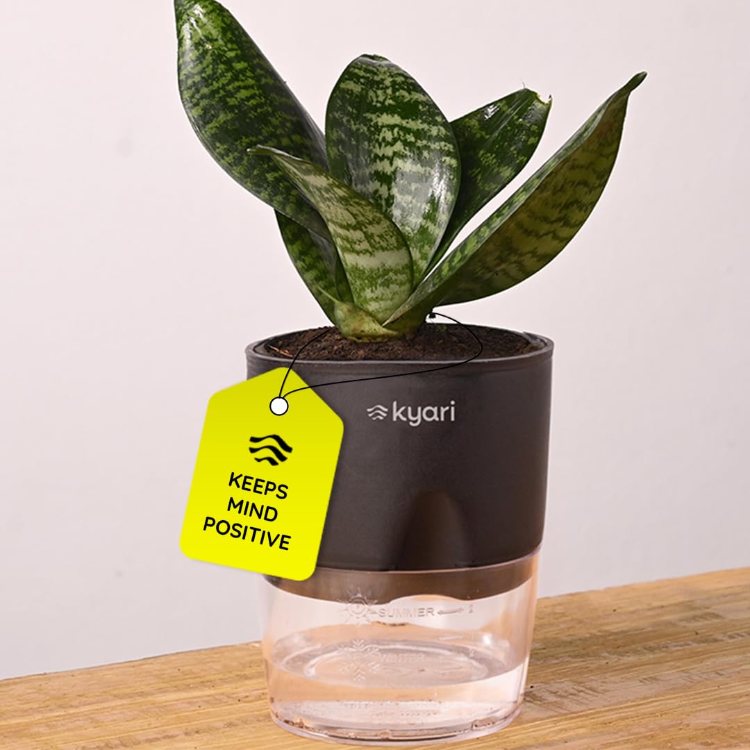 KYARI Sansevieria Green Snake Air Purifier Plant with Black Self Watering Pot - Small 4 Inch
