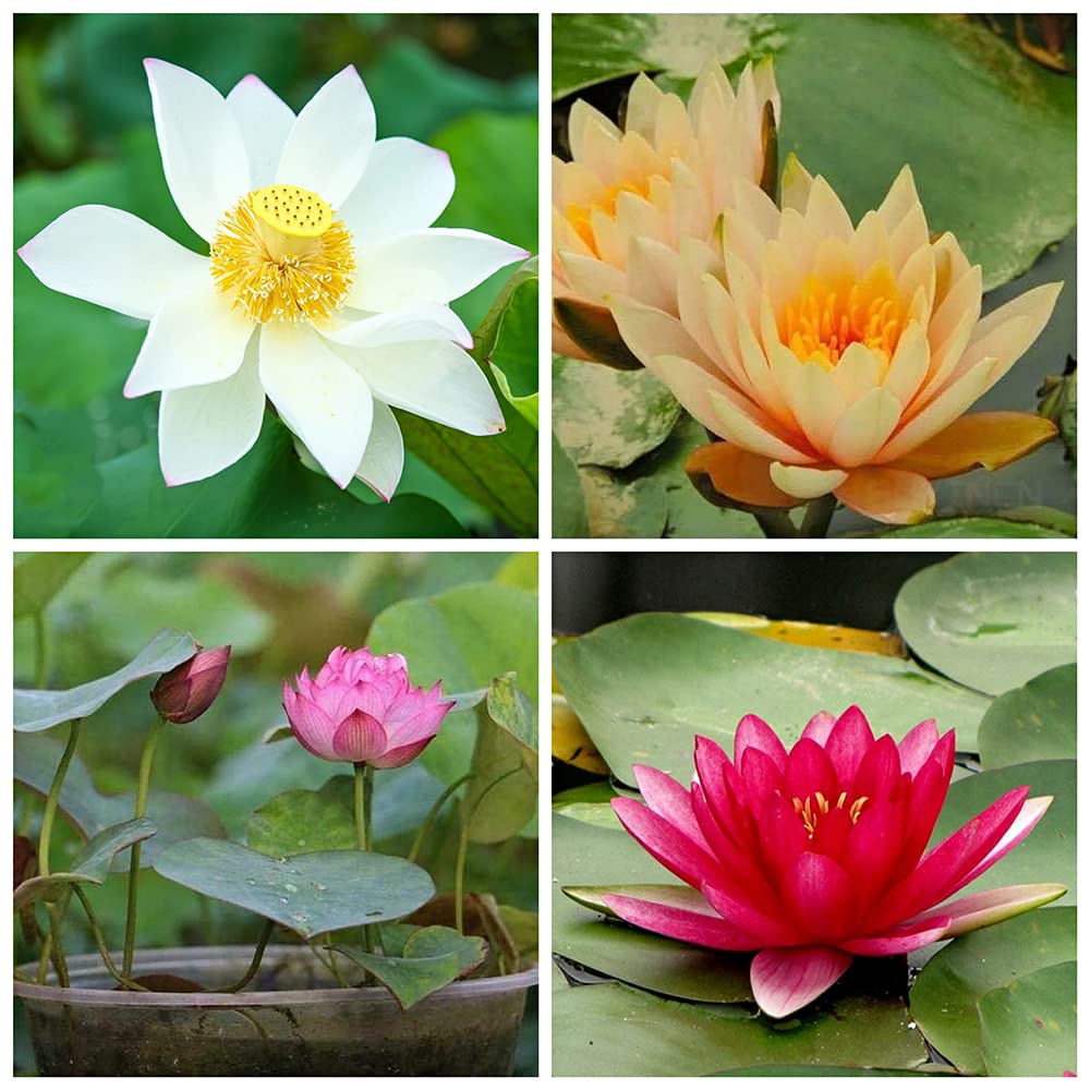 20 Piezas Mezcla Semillas De Loto Flores Raras De Lirio De Agua Para Plantar Estanques Hermoso Paisaje De Jardín Semillas Perennes Decoración Del Jardín Del Hogar