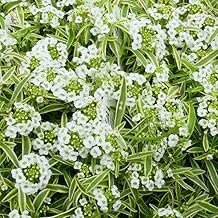 Super Alissam 240502 Frosty Night Seedlings No. 3.5 White Flower Speckled