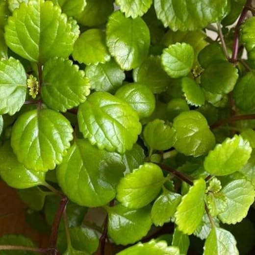 Set of 6 Potted Swedish Ivy Plants
