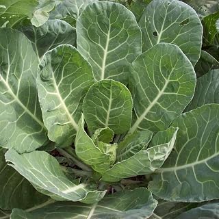 Vates Collard Green Seeds 50 Count - Non-Heading, Slow-Bolting, Frost-Resistant Greens for Home Gardens | Cool Beans N Sprouts