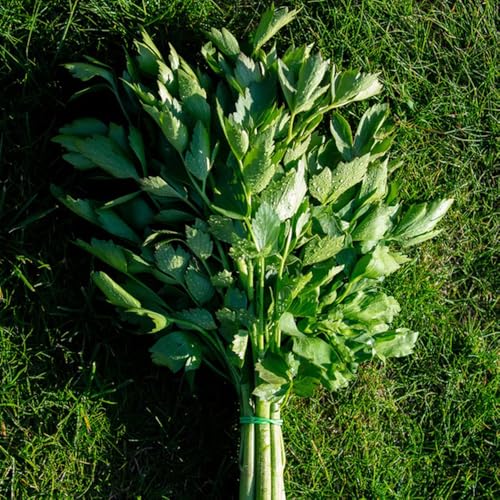 Semi di levistico - aromatiche biologici copertura del terreno, perenne semi di culinarie prodotti sostenibili 100pcs