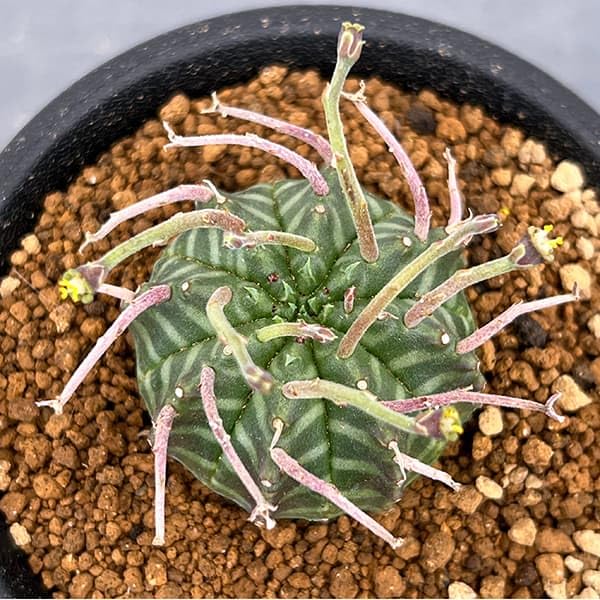 ユーフォルビア バリダ 実生 パンパンです Amazon｜ユーフォルビア