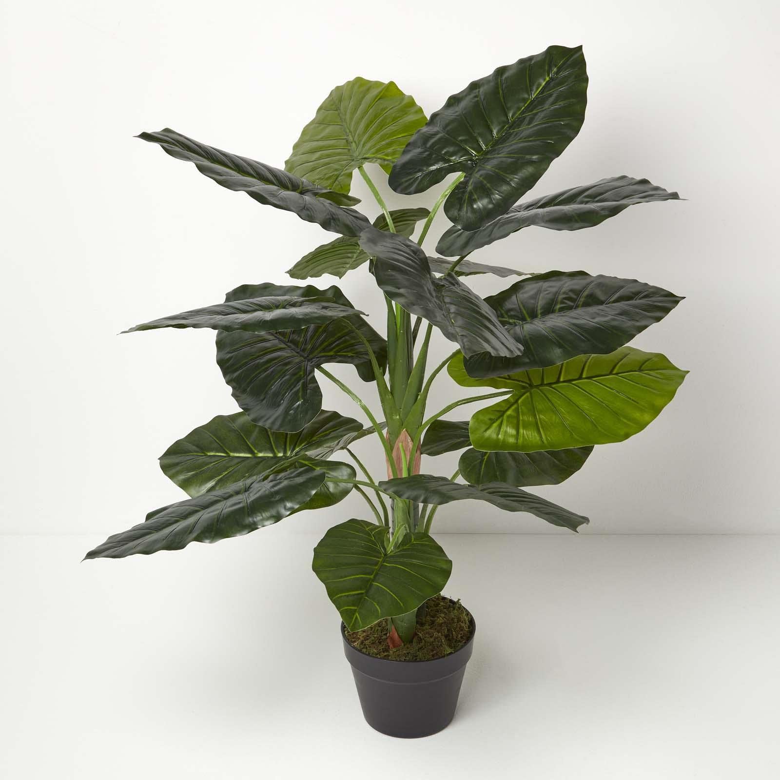 Homescapes Unisex Green Taro Plant In Pot, 90 Cm Tall In