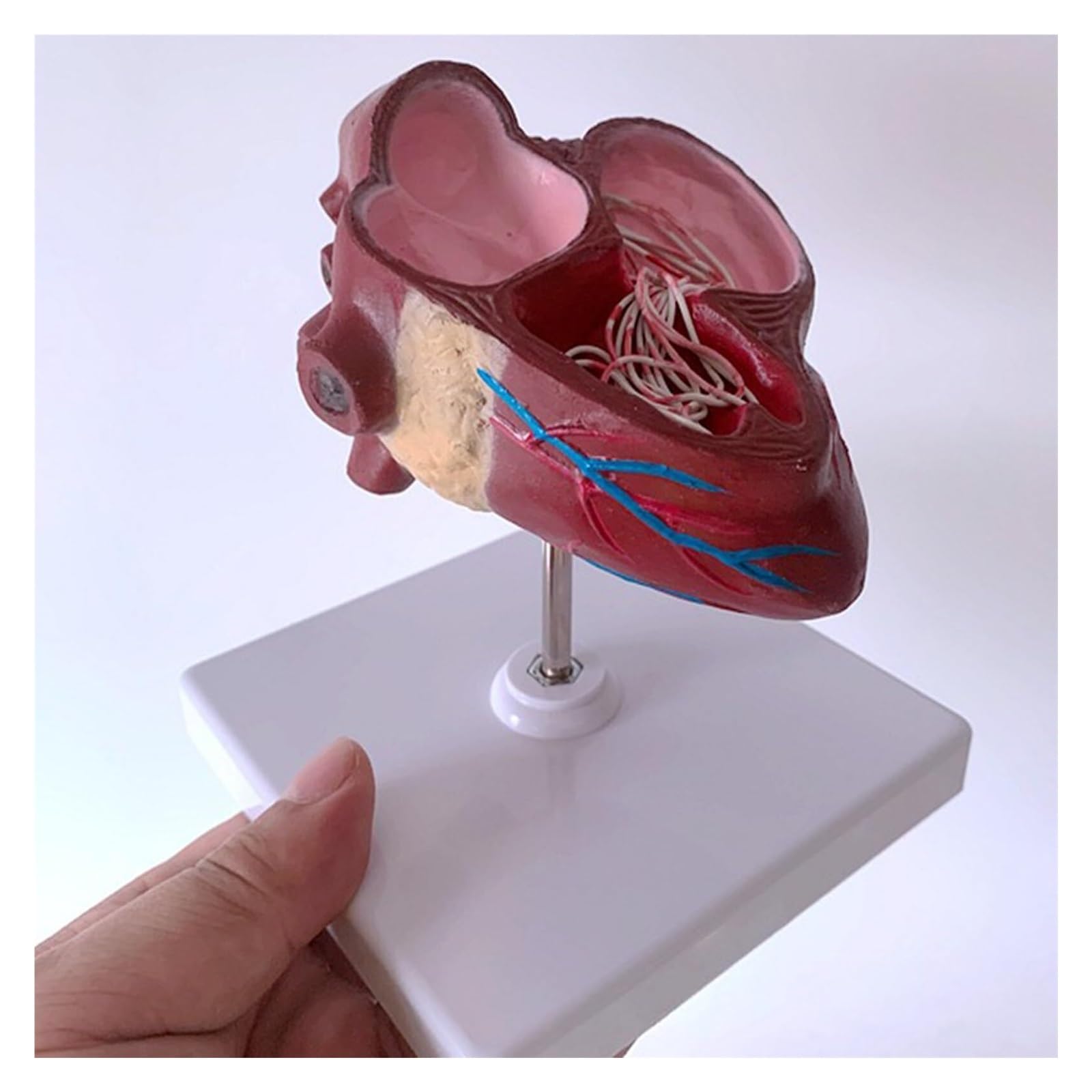 Modelo de anatomía de corazón y gusano del corazón de perro, construido con ventrículos y vasos sanguíneos, equipado con una base desmontable, perfecto para la educación veterinaria y el uso docente.
