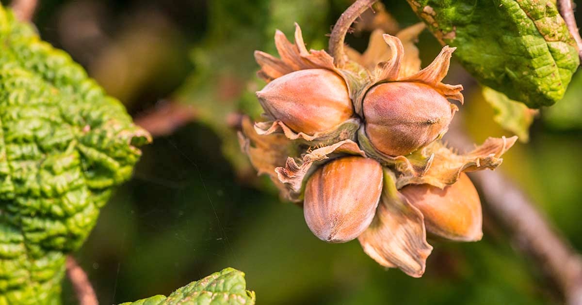 See full amazon price history chart for GREEN WORLD HAZELNUT TREE SEEDS FOR FARMING & GARDENING (200 SEEDS PACK) GREEN WORLD HAZELNUT TREE SEEDS FOR FARMING & GARDENING (200 SEEDS PACK) (B09B2KSB8W) Amazon Price History, Amazon Price Tracker