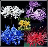 Photo Gallery lycoris bulbs, piantagione popolare in vaso bmany elegante designs-9 lampadine, a Photo Gallery lycoris bulbs, piantagione popolare in vaso bmany elegante designs-9 lampadine, a