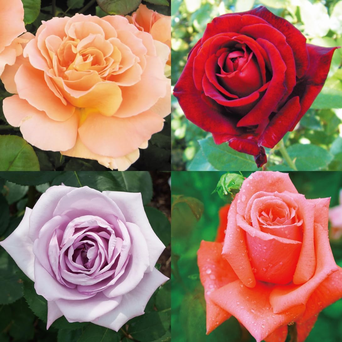 ☆どきんちゃん☆バラ苗セット ☆どきんちゃん☆バラ苗セット ☆どきんちゃん☆バラ苗セット