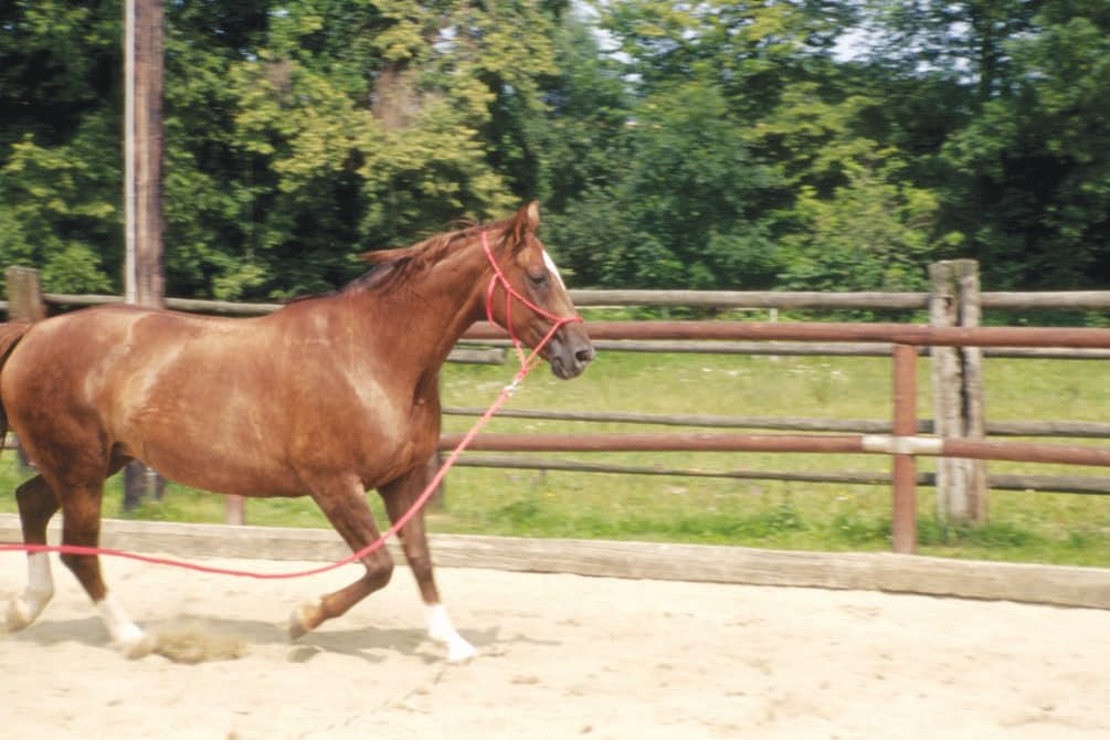 Bodenleine-Bodenseil für Training und Bodenarbeit ca. 4,2 Meter 036027A