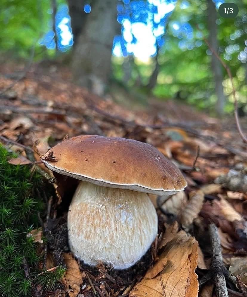 Vista 4 de Setas Porcini Esporas No GMO Heirloom 100 Semillas