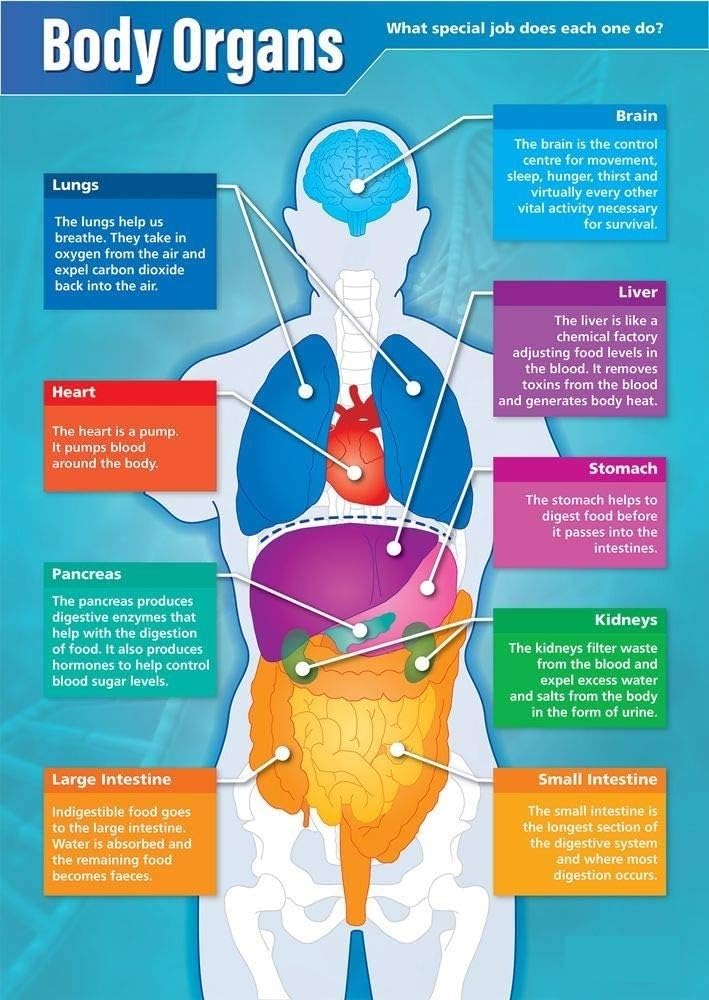 MDBJTCYZN Human Body Organs Anatomy Poster Biology Science Classroom Decor Educational Wall Chart for Middle High School Homeschool(Unframed,16x24inch(40x60cm))