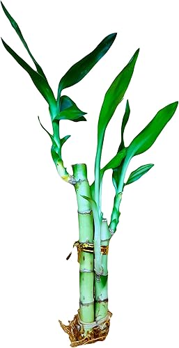 Lucky Bamboo Arrangements - 3 vástagos de 4 pulgadas, 4 pulgadas, 6 pulgadas, 3 vástagos de 4 pulgadas, 4 pulgadas, 6 pulgadas (1 arreglo)