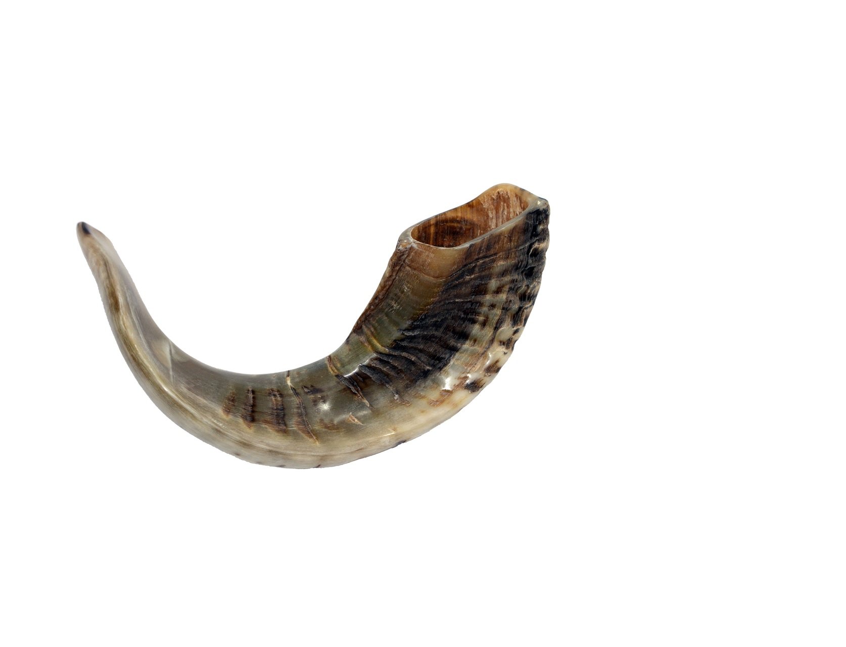 Authentic Natural Rams Ram Horn Shofar - Black & Kosher Certified Approx. 15 - Includes Odor Neutralizer product thumbnail 2