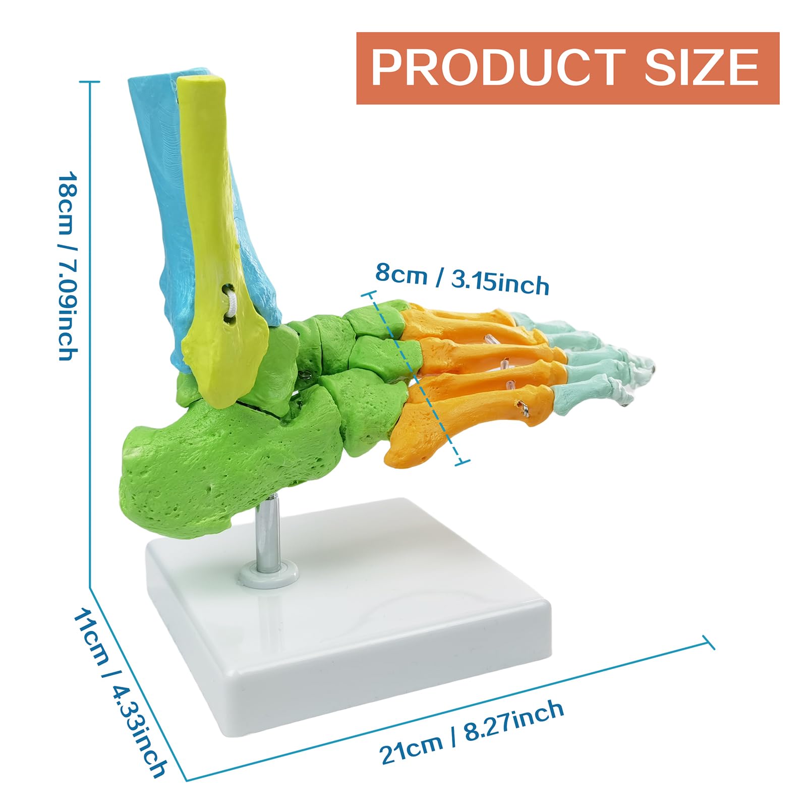 Modelo Anatómico De Pie Derecho Humano, Completamente Articulado, 1:1 | EVOTECH SCIENTIFIC Modelo Anatómico De Pie, Adecuado Para El Aprendizaje De Anatomía, Educación Y Demostración Didáctica