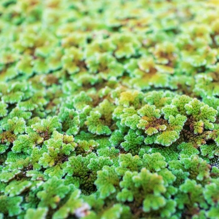 Aquatic Live Floating Aquatic Fern for Fish Tank and Natural Food (1400 Live Healthy Plant Seeds)-image-24