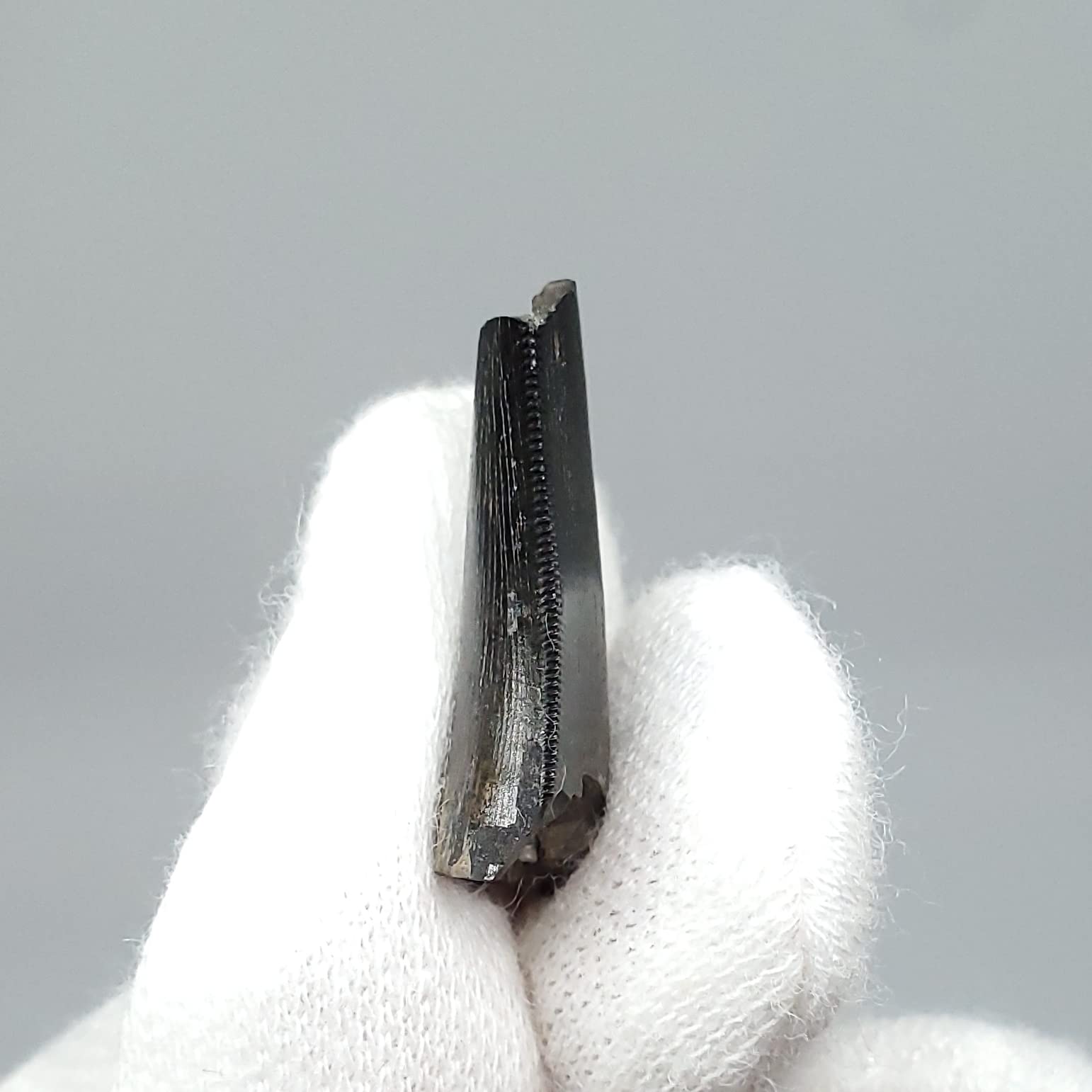 博物館級 ケラトサウルス 化石 骨 歯 恐竜 本物 ポルトガル産 fr78