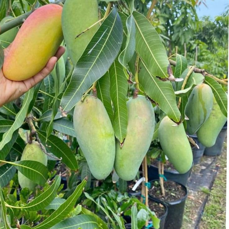 All Time 12 Months Hybrid Grafted Vietnam Variety Mango Live Plant in a Pot – High-Yield, Sweet Mango Tree for Home Garden, Tropical Fruit, Perfect for Container or Ground Planting"-image-44